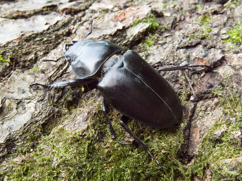 Lucanus cervus (Linnaeus, 1758)